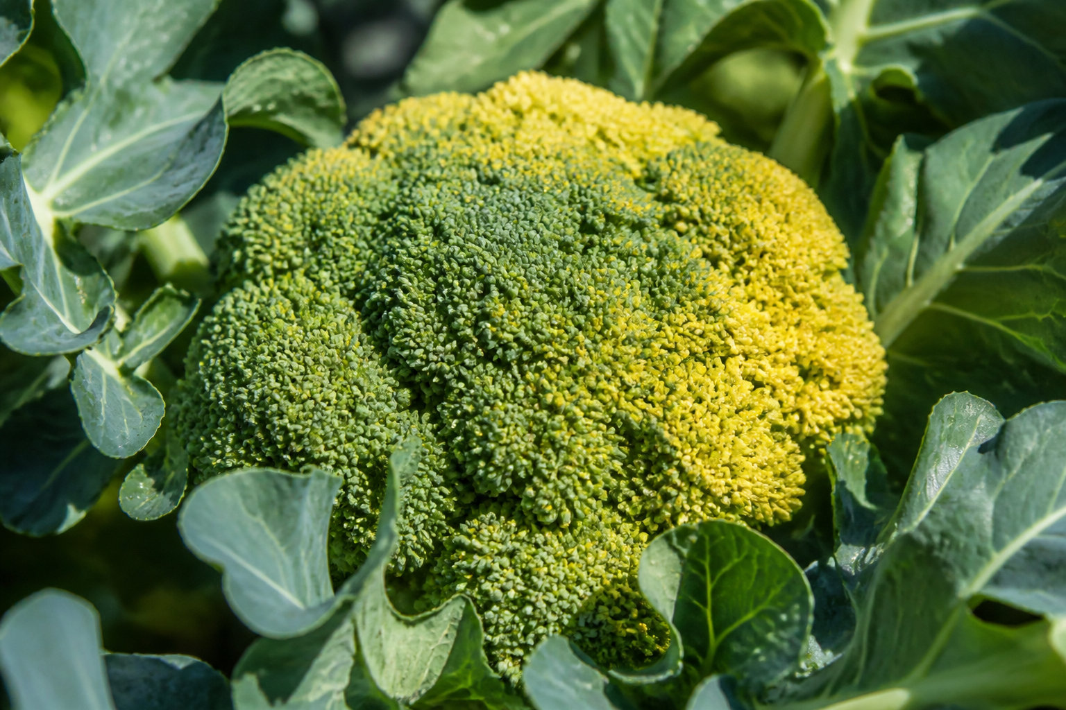 Pourquoi votre brocoli change de couleur et perd son éclat ?