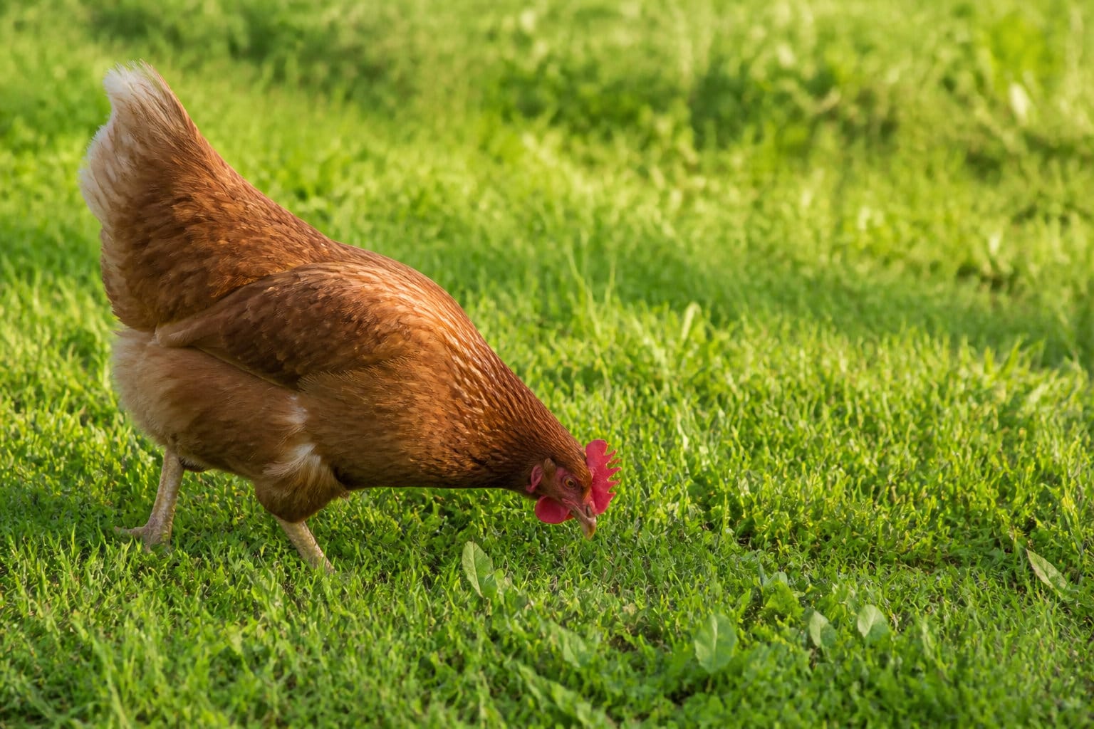 Impact sur le bien-être animal et l'écologie